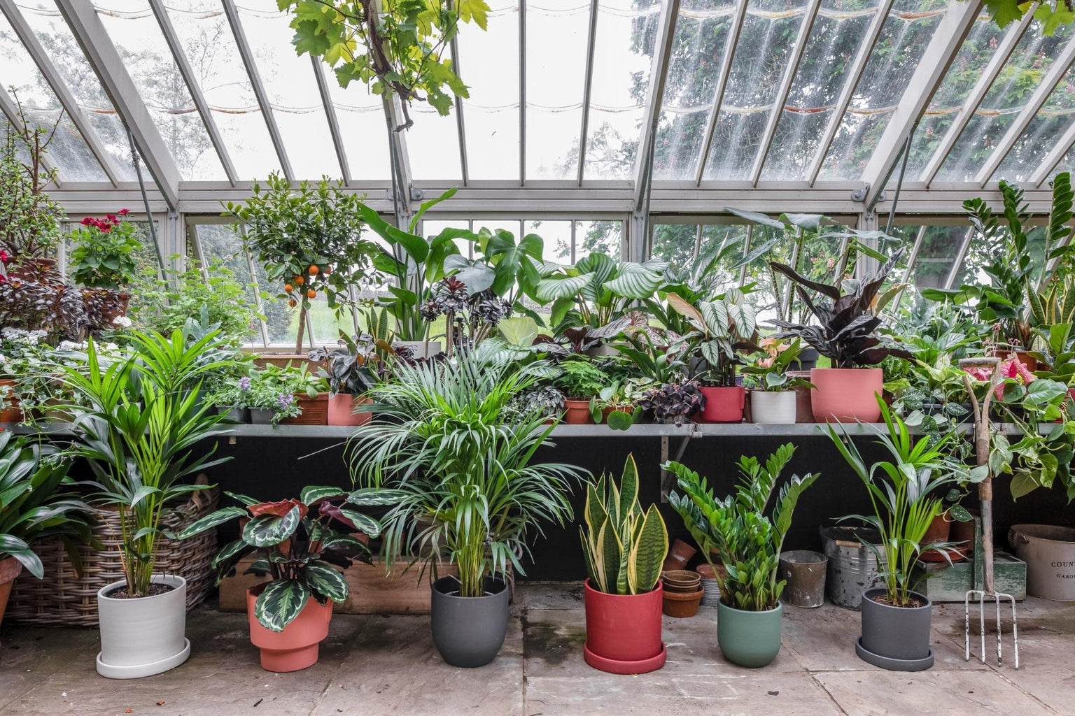 Creating a happy home for your house plants - Leaf Envy