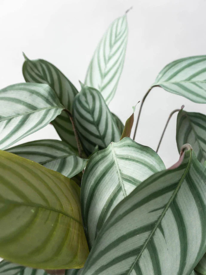 Ctenanthe Compact Star Care Guide