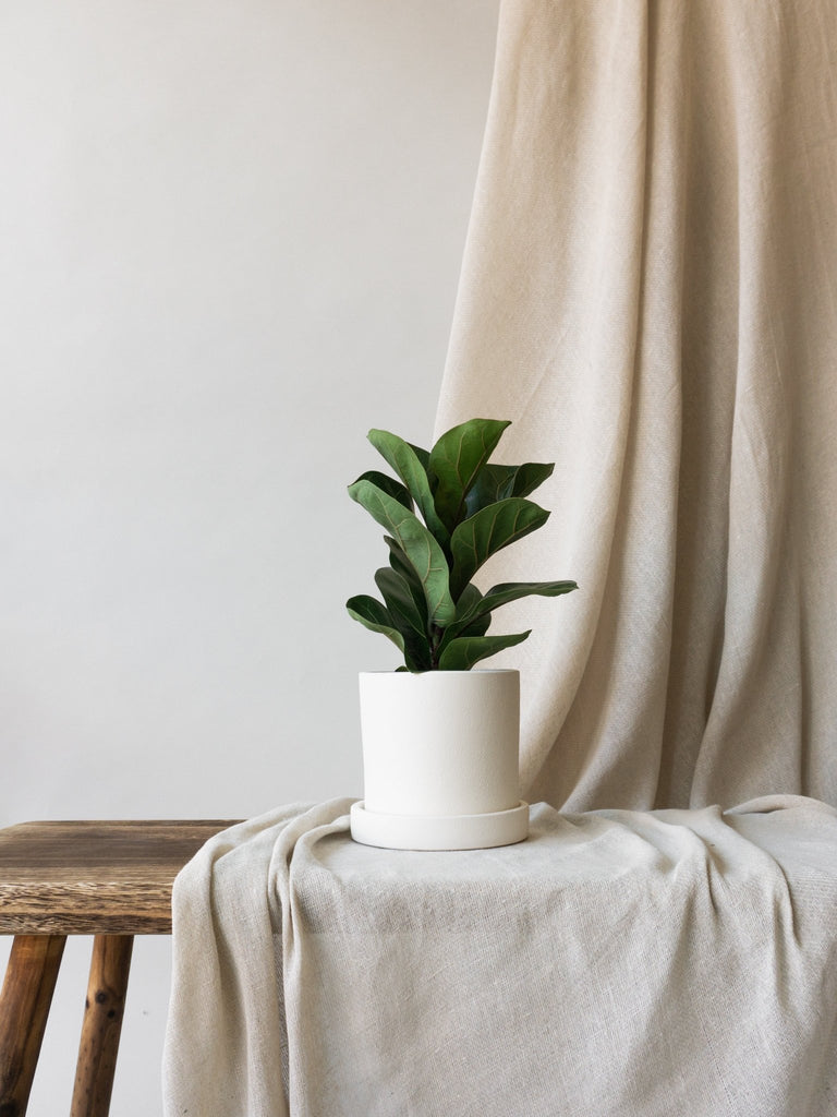 Fun Facts about your Fiddle Leaf FIg - Leaf Envy