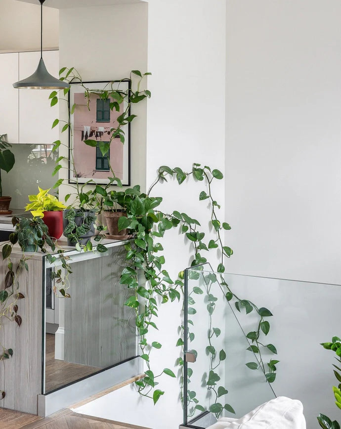 Golden Pothos Care Guide