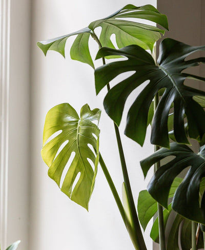 Harness the Power of Plants this 2022