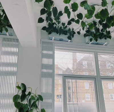 HIJACK Studio Plant Design Project