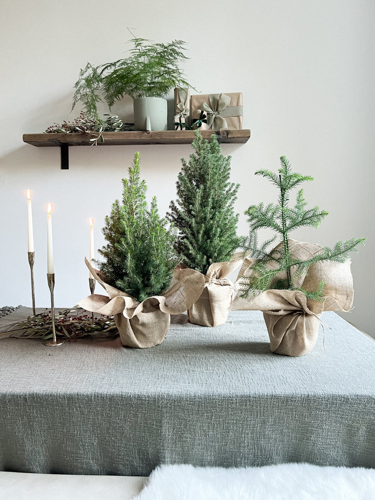 How to care for your Christmas Tree - Leaf Envy