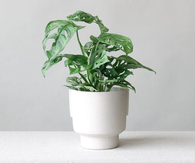 How to Care for your Monkey Mask Monstera