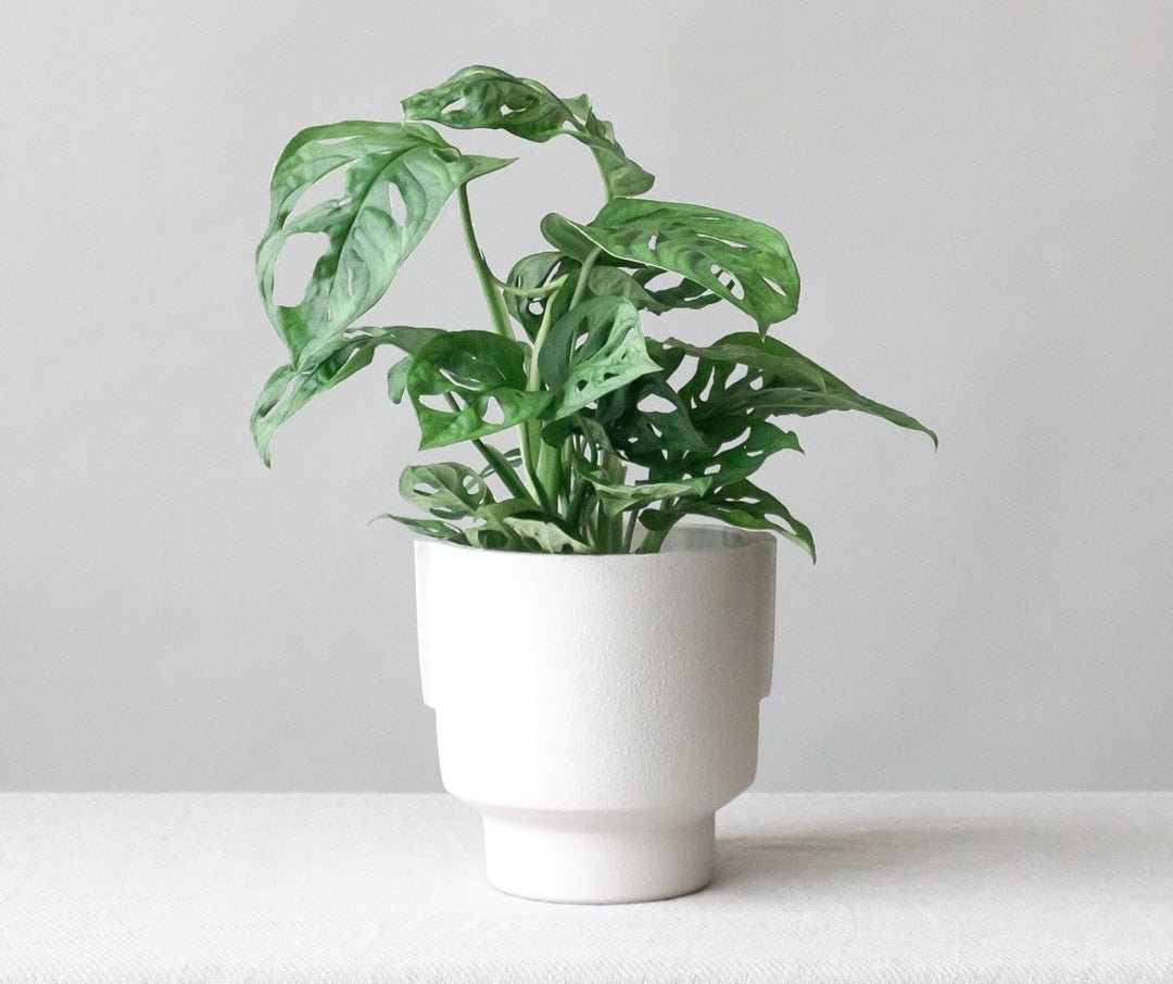 How to Care for your Monkey Mask Monstera - Leaf Envy
