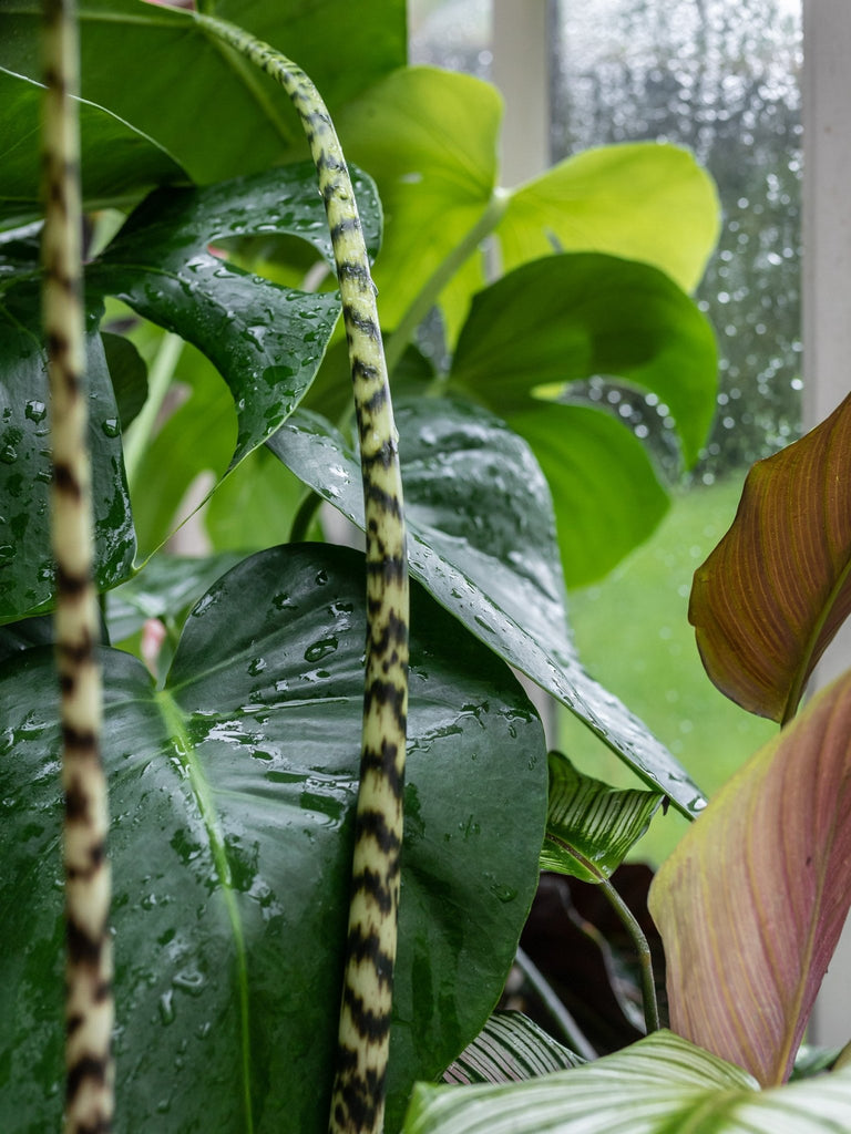 How to Collect Rainwater for your Outdoor Plants - Leaf Envy