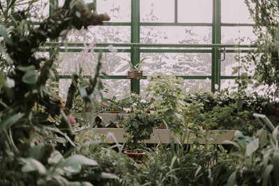 How to increase humidity for your houseplants
