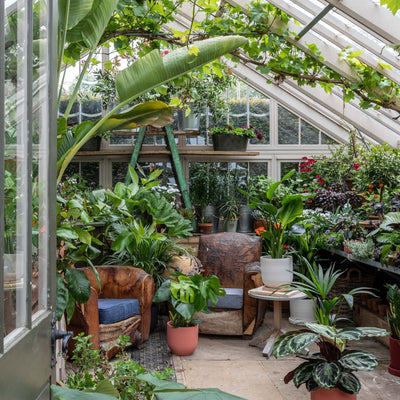 How to keep your houseplants alive during a heatwave