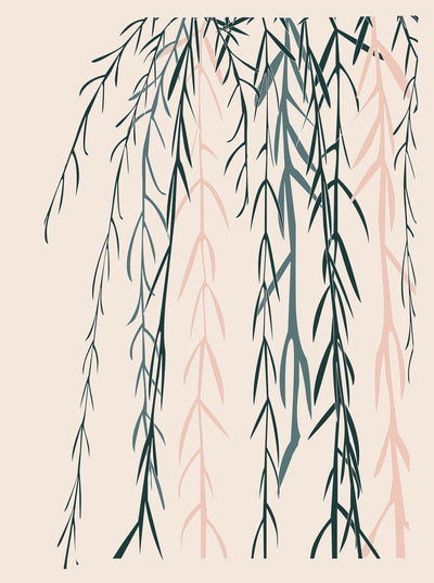 Hoya Linearis