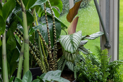 Humidity for House Plants 101