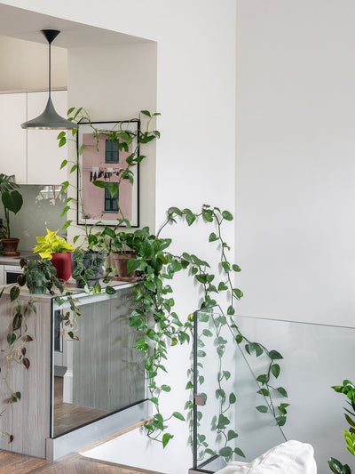 Inspirational plant interior accounts on Instagram