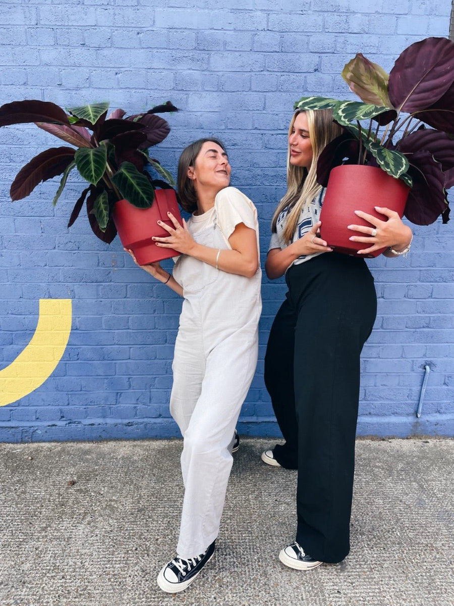 Leaf Envy top 5 tips to go plastic free