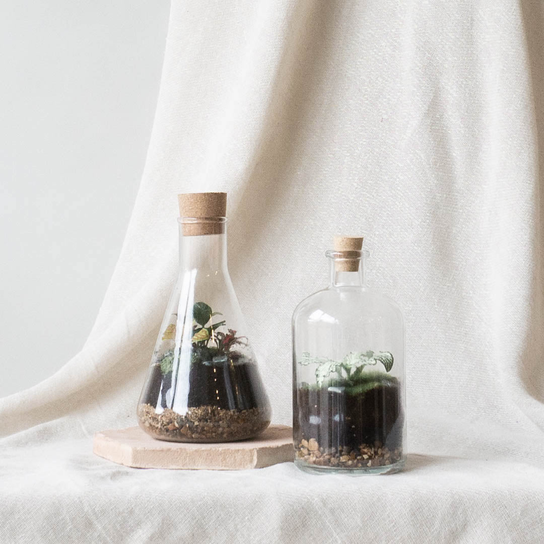 London Terrariums x Leaf Envy