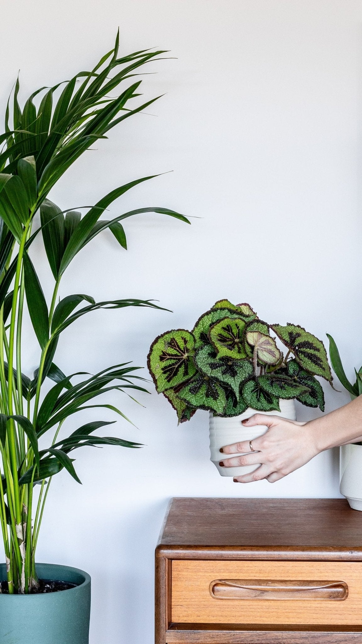 Mother's Day Gifting: Why Plants are the Best Gift