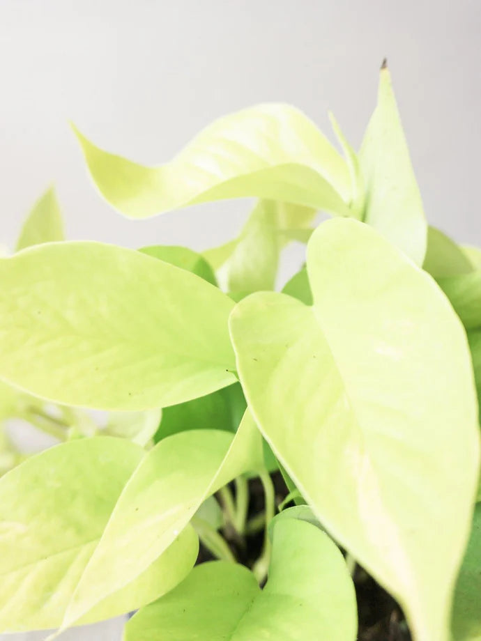 Neon Pothos Care Guide