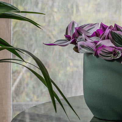 New Trend Alert: Pink Plants