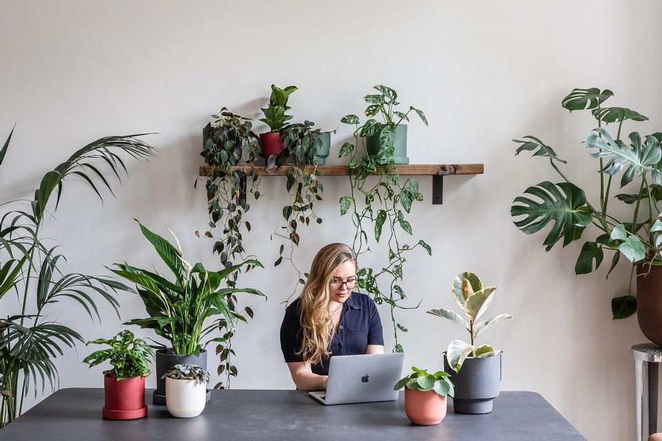 Our top 5 office plants for your team to boost your workspace - Leaf Envy