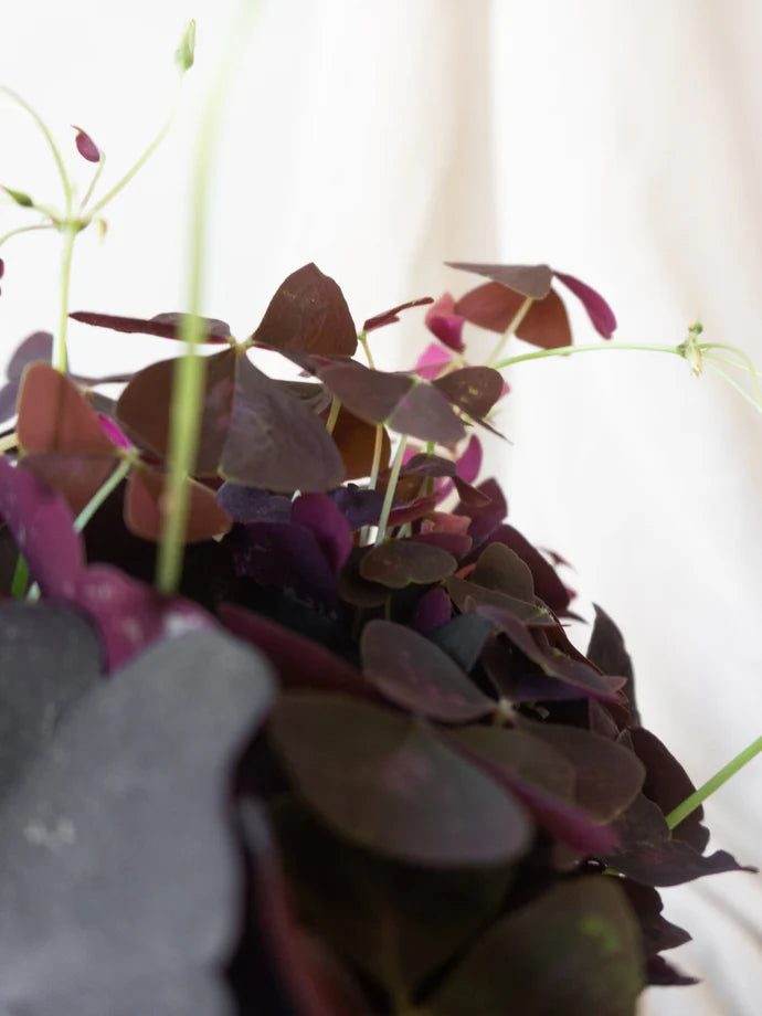 Oxalis Care Guide