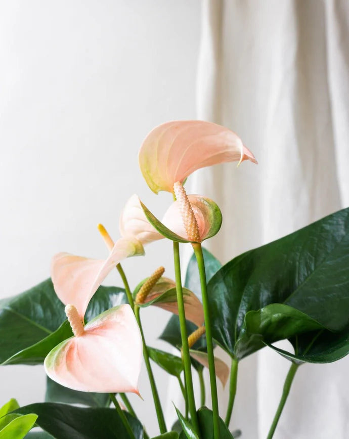 Peach Flamingo Flower