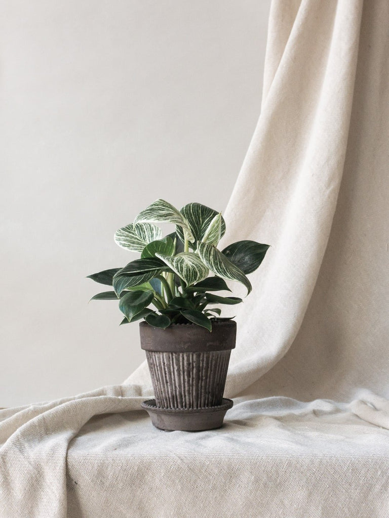 Philodendron Birkin Plant Care Tips - Leaf Envy