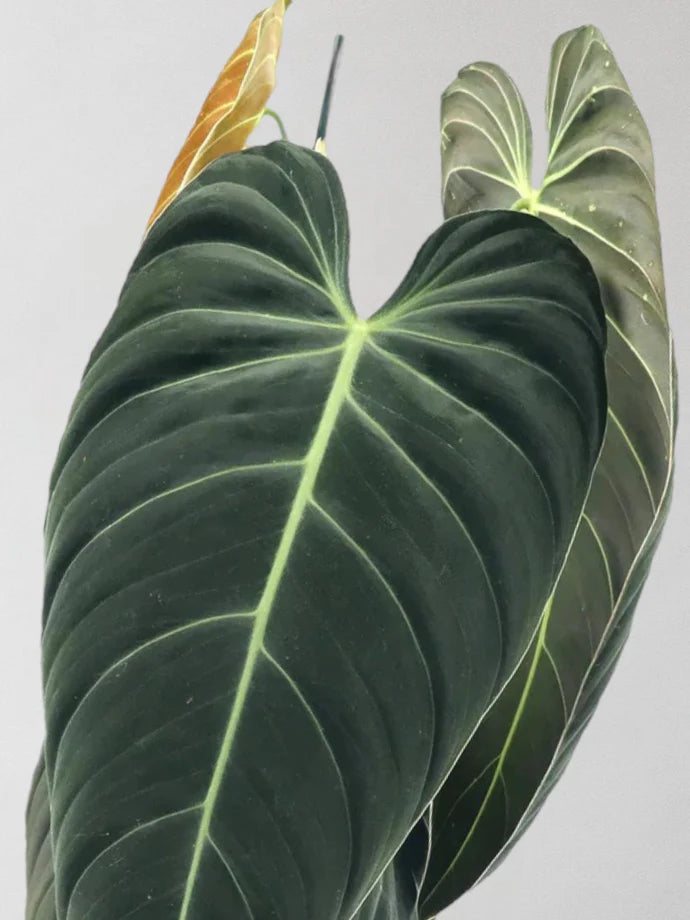 Philodendron Melanochrysum Care Guide
