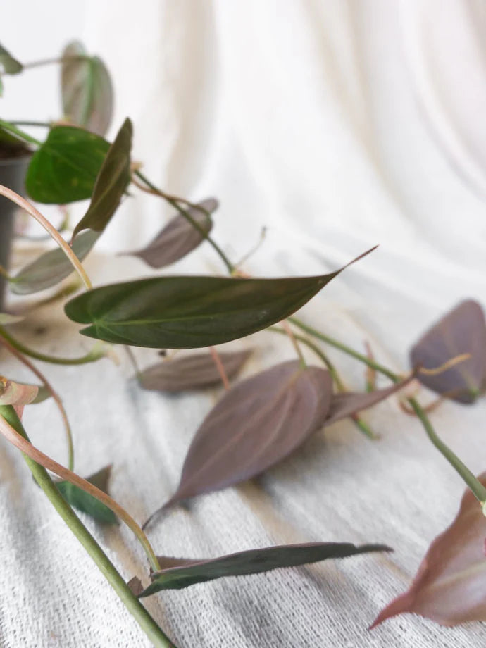 Philodendron Micans Care Guide