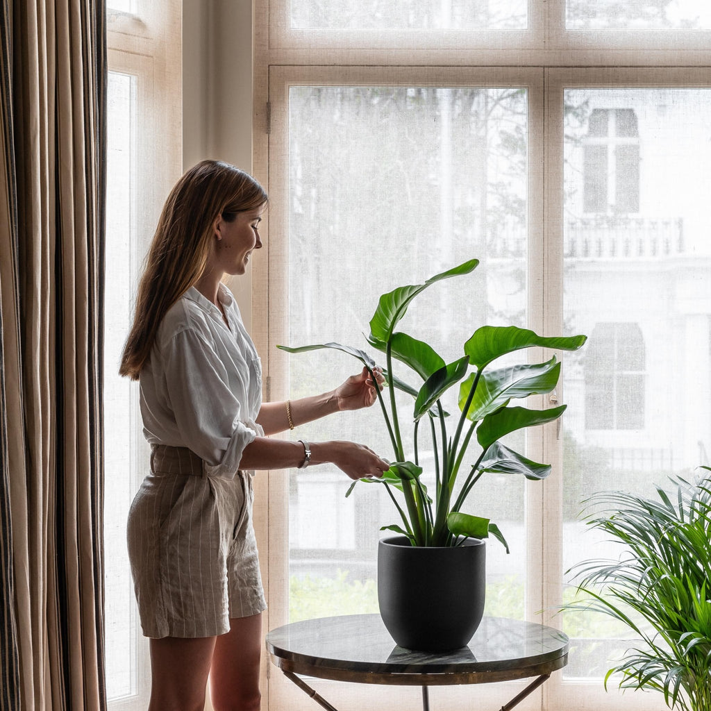 Plant care In your self-care routine - Leaf Envy