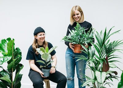 Plant Care & Maintenance For Businesses