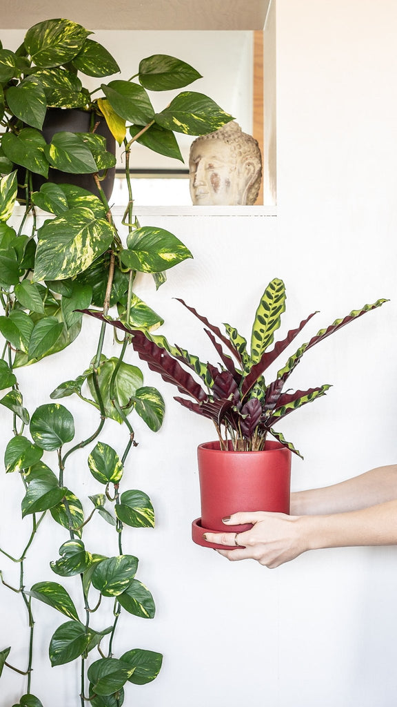 Indoor plant wall hanger discount
