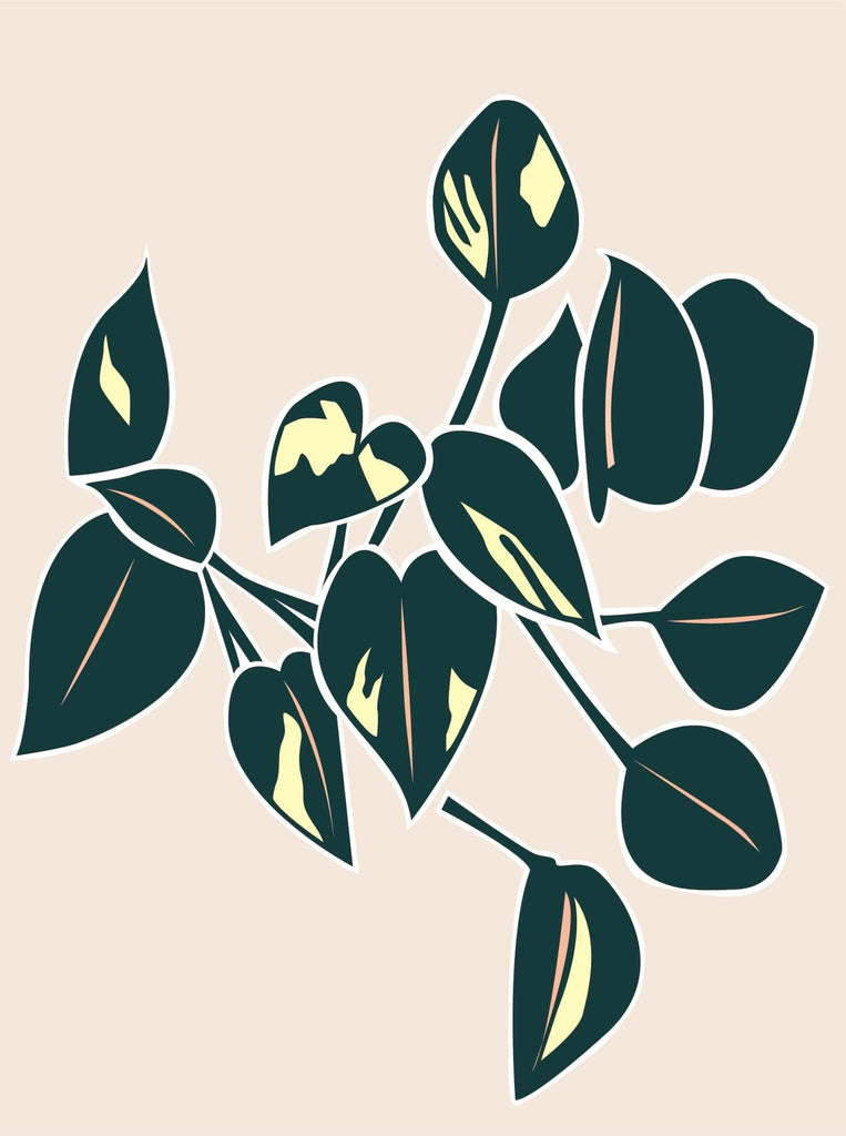 Pothos - Leaf Envy