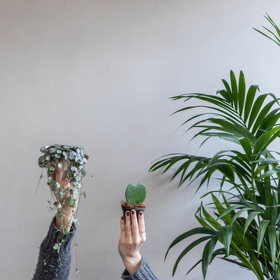 Pruning Guide