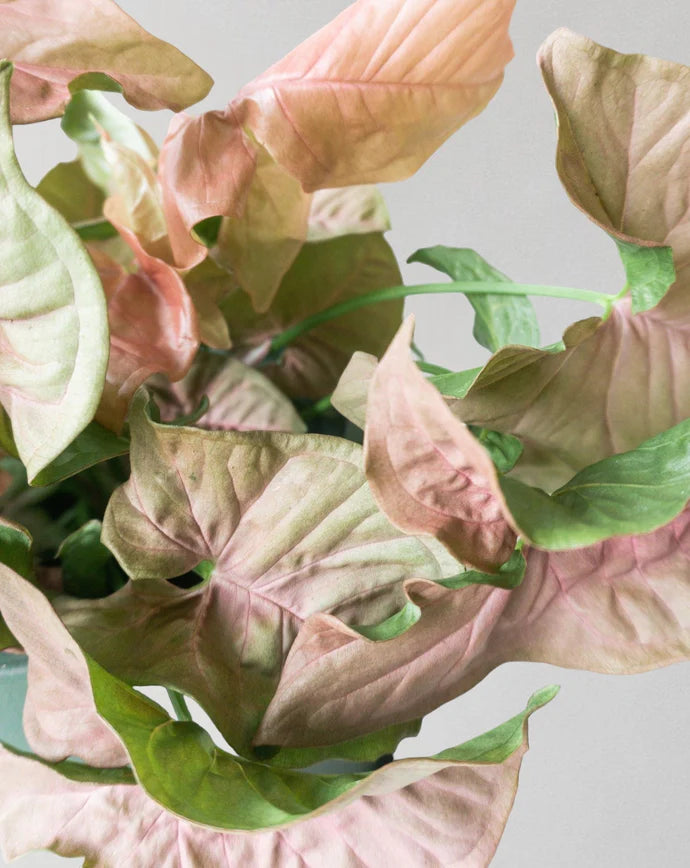 Red Heart Syngonium Care Guide