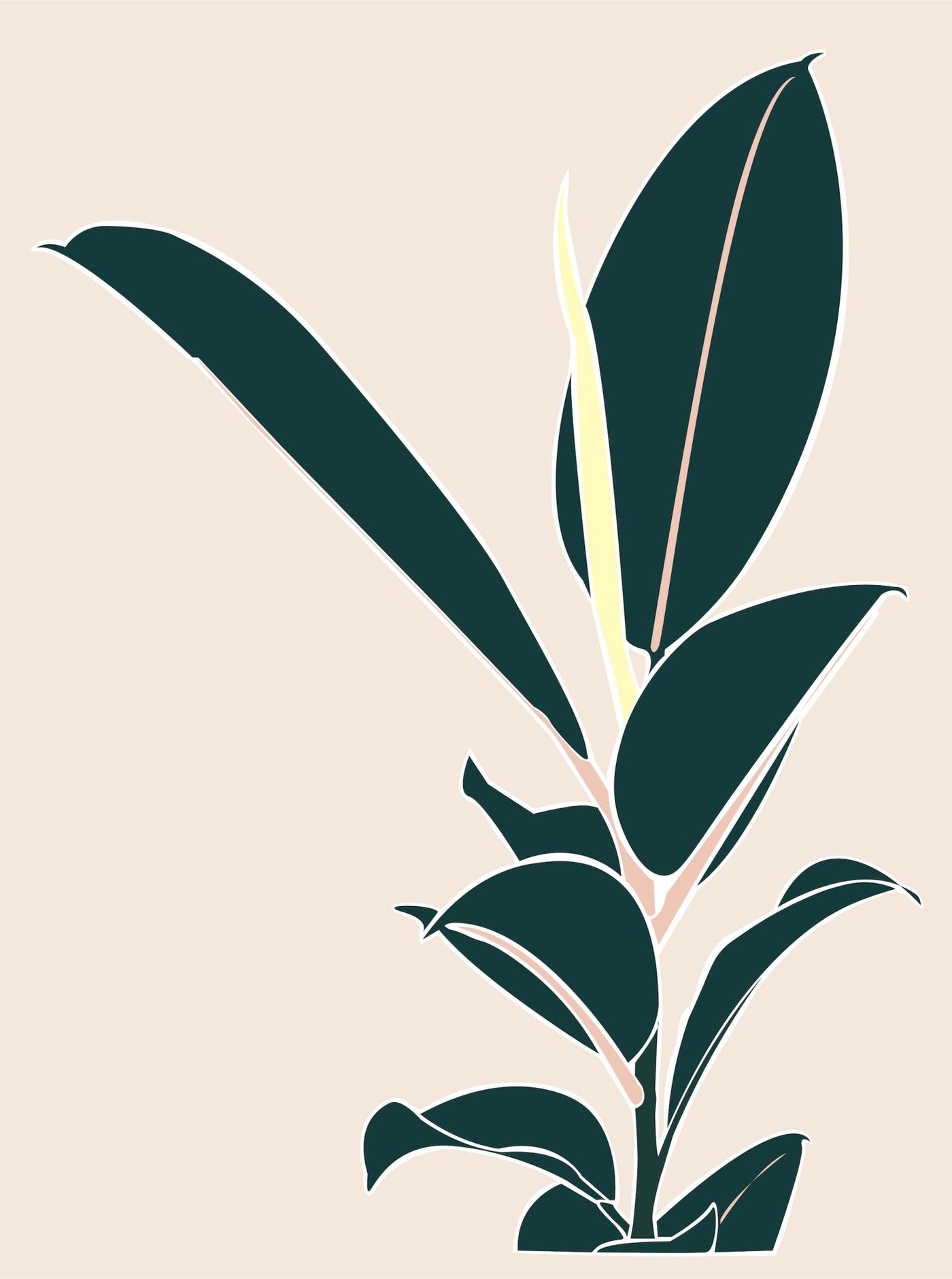 Rubber Plant - Leaf Envy
