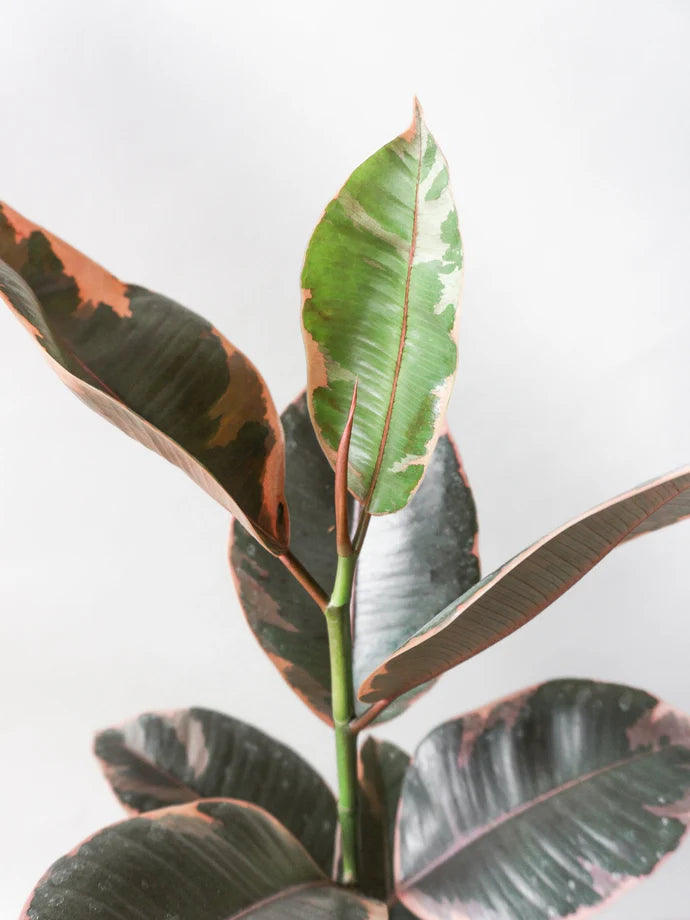 Rubber Plant Belize Care Guide