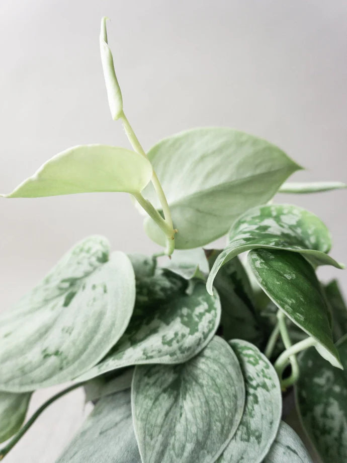 Satin Pothos Care Guide