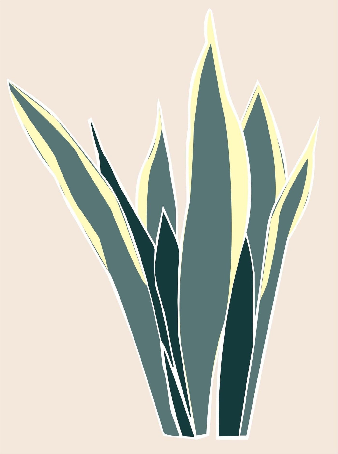 Snake Plant - Leaf Envy