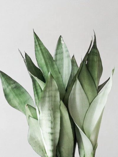 Snake Plant Moonshine