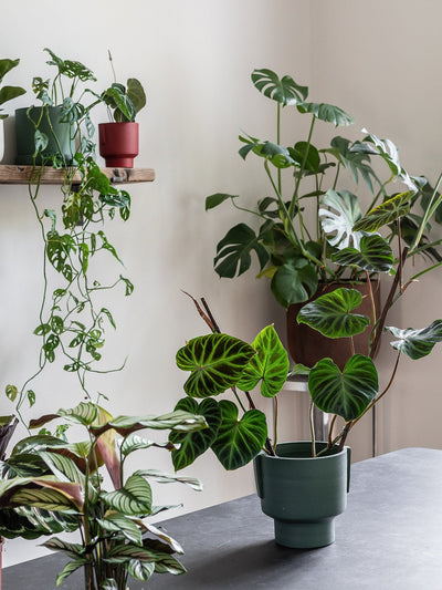 The 3 Principles of Biophilic Design