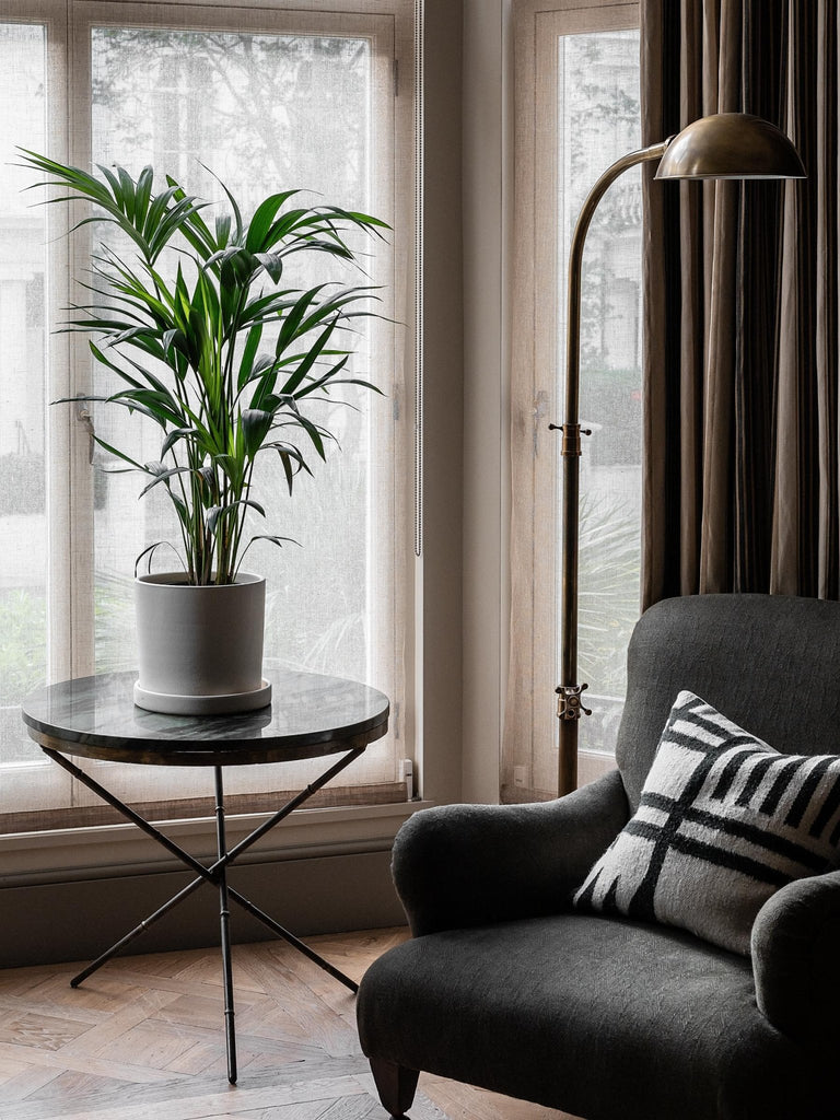 The Importance of Light for our Plants - Leaf Envy