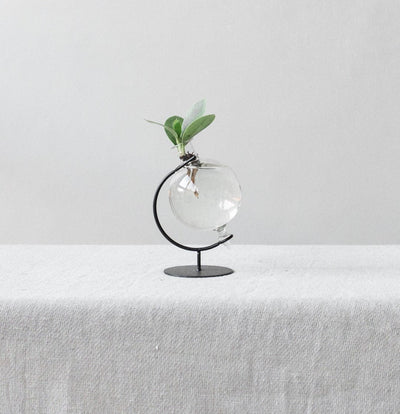 The Top 3 Plants to Propagate