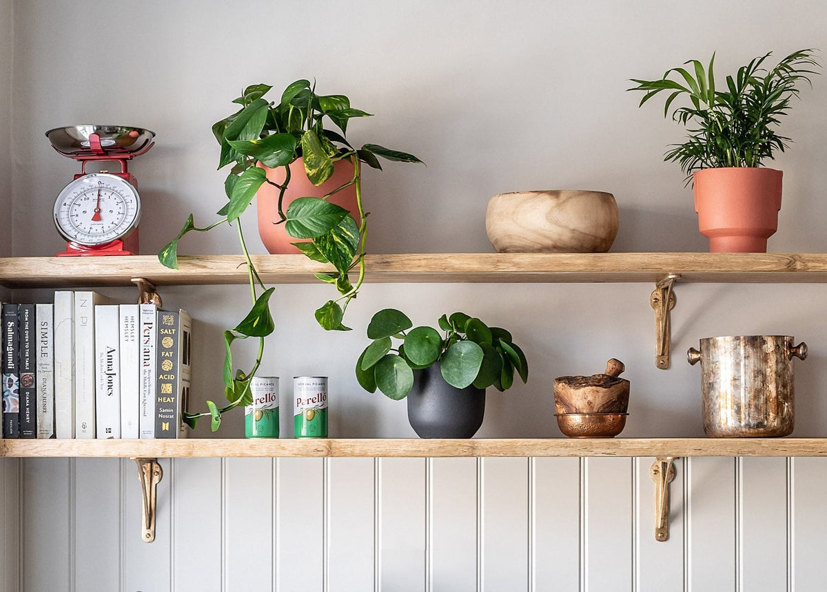 Top 10 easy care house plants