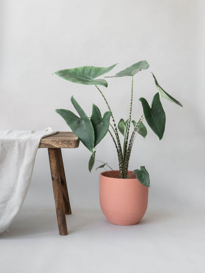 Top 10 Most Aesthetic House Plants