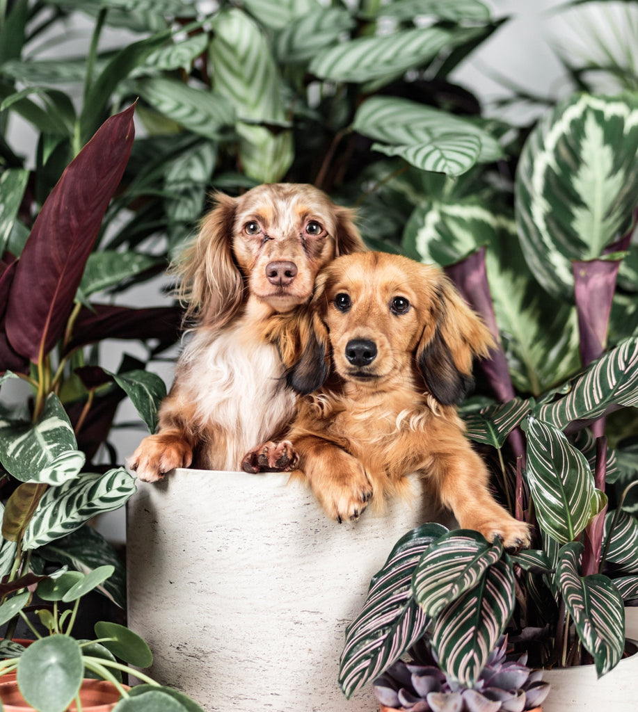 Top 10 pet-friendly indoor plants - Leaf Envy