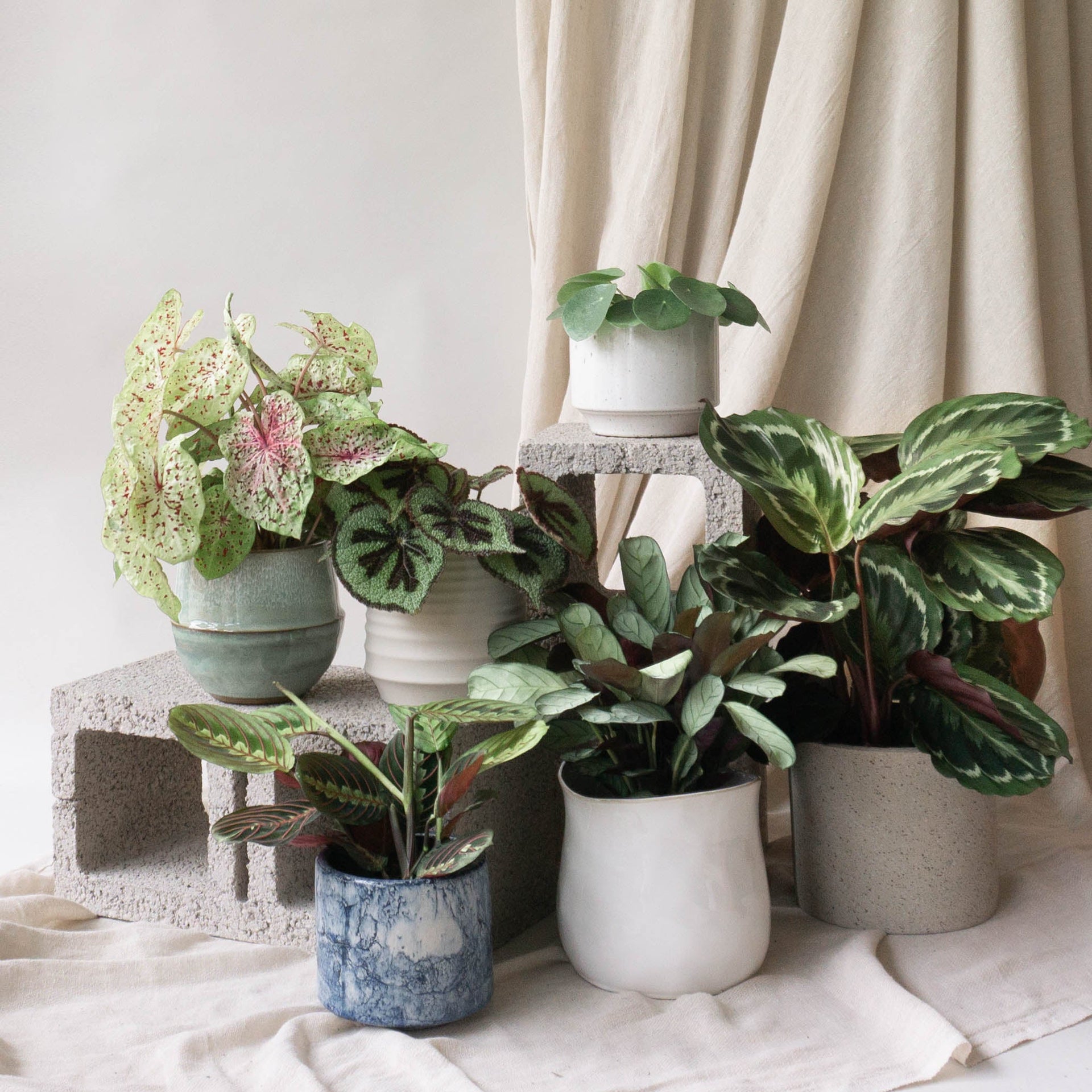 Top 10 plants to improve the air quality in your home