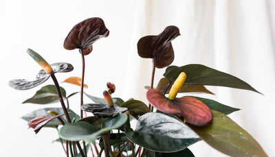 Top 5 Flowering Indoor Plants & How To Look After Them