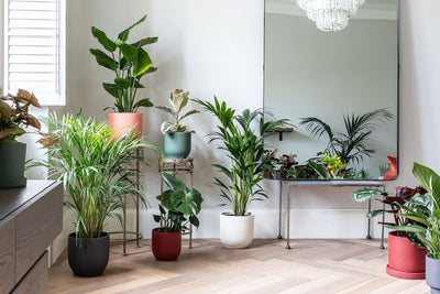 Top tips to look after your plants in the summer heat