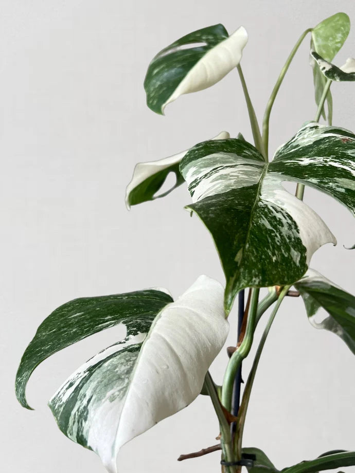 Variegated Monstera Care Guide