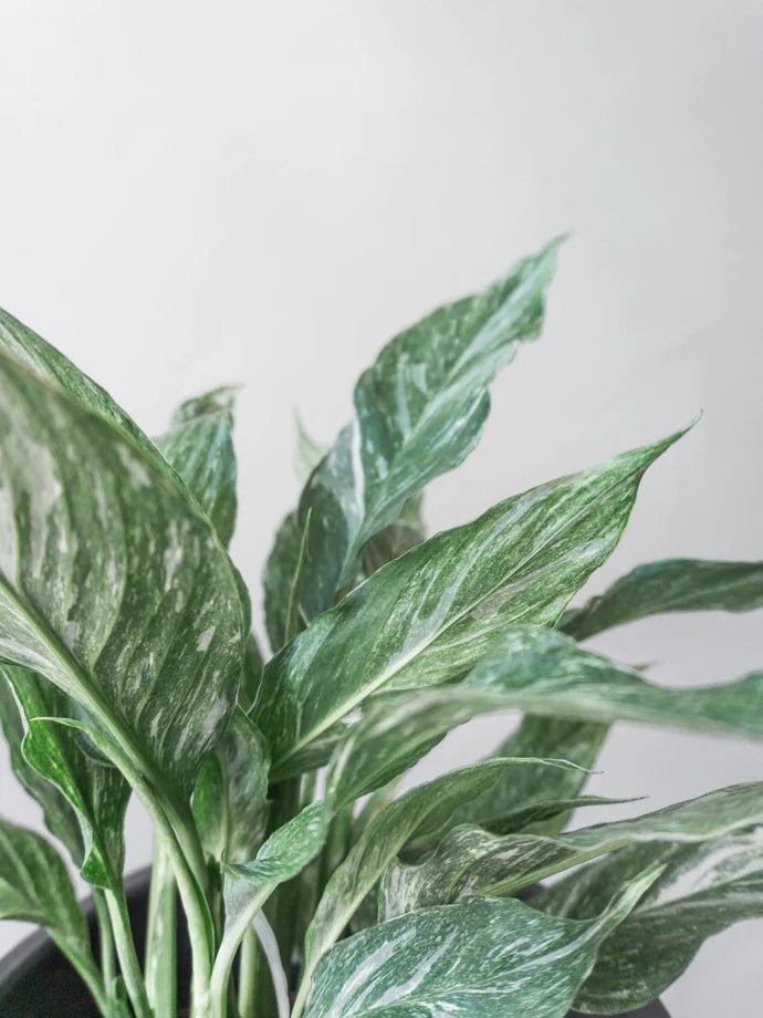 Variegated Peace Lily Care Guide