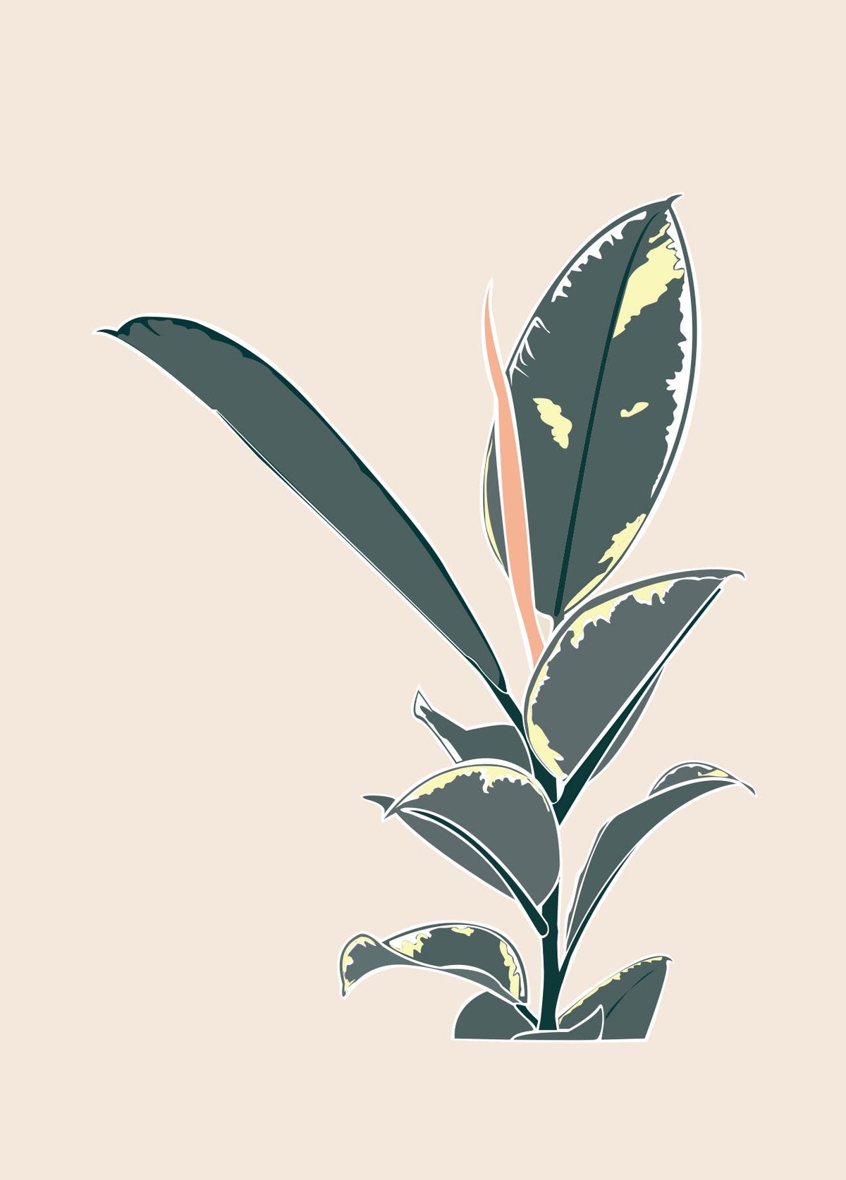 Variegated Rubber Plant