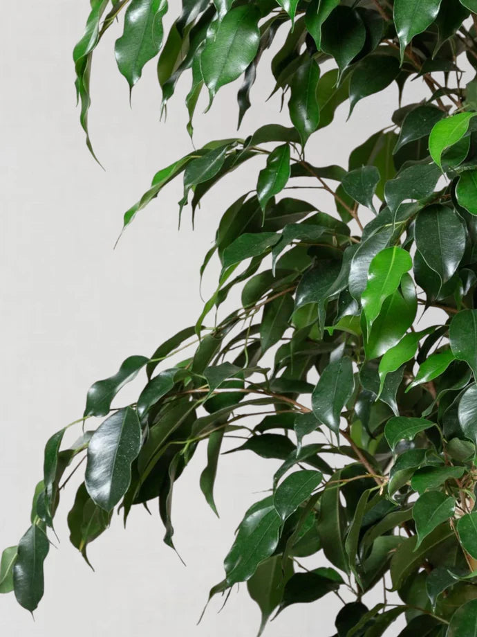 Weeping Fig Care Guide